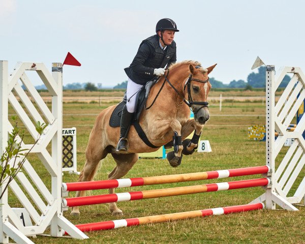 Dressurpferd Werner van de S-Hoeve (KWPN (Niederländisches Warmblut), 2010, von Windspiel)