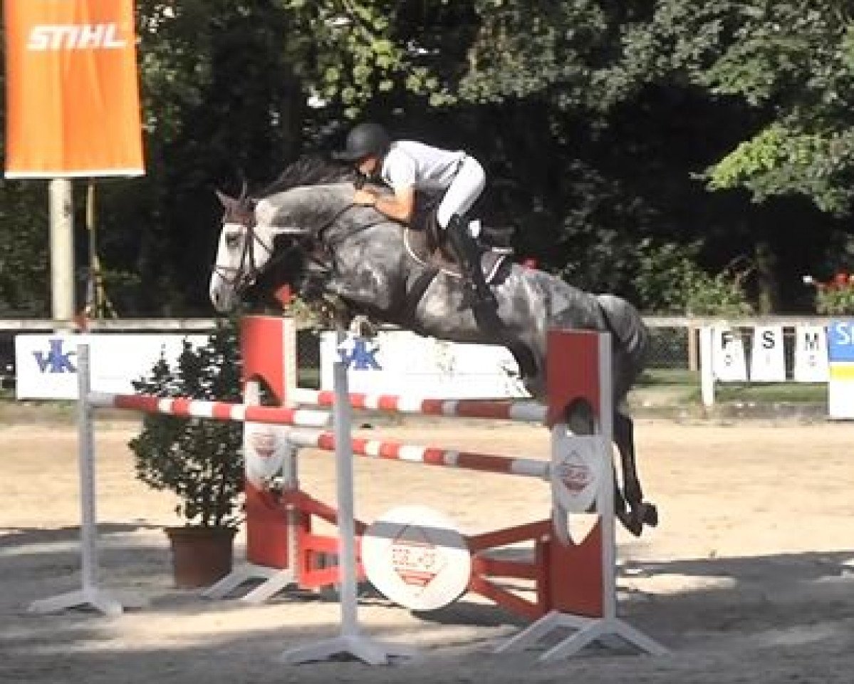 Springpferd Quincy (Holsteiner, 2010, von Quintero)