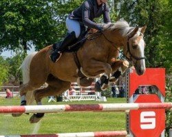 jumper Grace 433 (KWPN (Royal Dutch Sporthorse), 2011, from Landino)