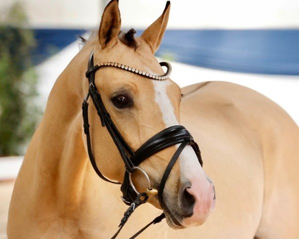 dressage horse Heiligenbergs Drop that beauti (German Riding Pony, 2020, from Debüt AT)