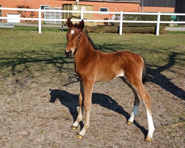 horse Oki Doki K (Westphalian, 2024, from Ogano Sitte)