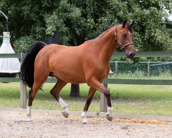 broodmare Centonella 3 (Westphalian, 2010, from Cinquecento 7)