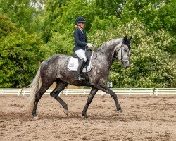 dressage horse Magdalena 13 (German Sport Horse, 2018, from Fürsten-Look)