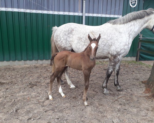 horse Dyogee K (Westphalian, 2018, from Diamant de Plaisir 178 FIN)