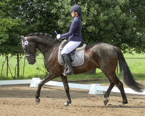 dressage horse Fürst Rubi (Hanoverian, 2015, from Fürstbischof)