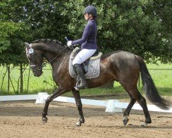 dressage horse Fürst Rubi (Hanoverian, 2015, from Fürstbischof)