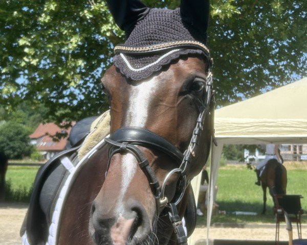 dressage horse Jovina 5 (Westphalian, 2020, from Jovian)
