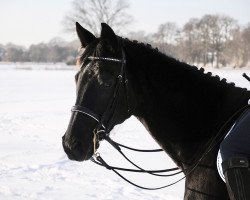 Pferd Darcy del Piero (Hannoveraner, 2005, von Del Piero)