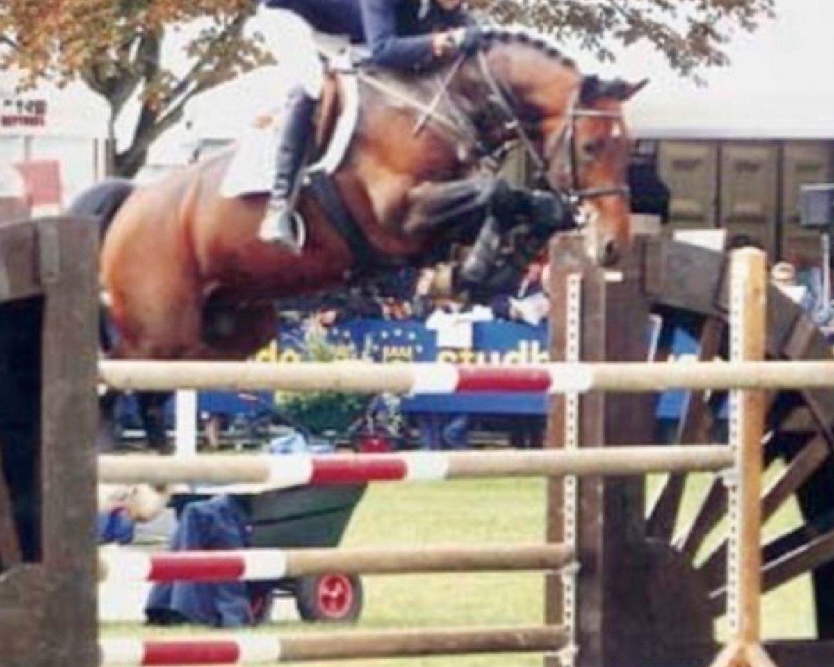 stallion Arkansas (KWPN (Royal Dutch Sporthorse),  , from Acobat II)