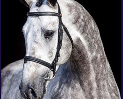 stallion Dakar VDL (KWPN (Royal Dutch Sporthorse), 2008, from VDL Cardento 933)