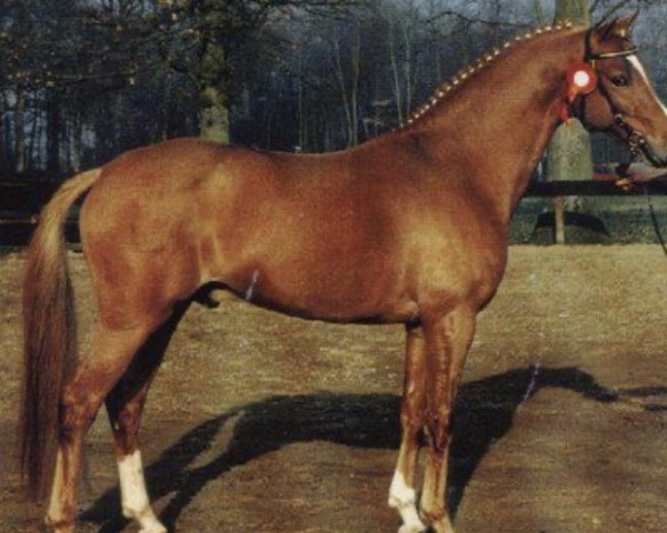 broodmare Oosting Donatella (Nederlands Welsh Ridepony, 2000, from Verona's Bo-Gi)