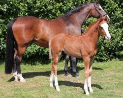 broodmare Bruna Bruni F (Holsteiner, 2009, from Cassini I)