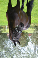 dressage horse Fürstin (Westphalian, 2012, from Fürstenball)