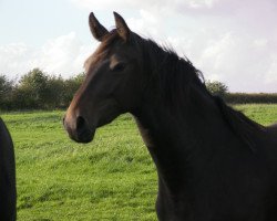 jumper Clever Louis (Holsteiner, 2010, from Cyrkon xx)