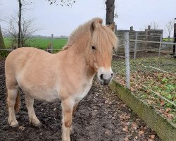 broodmare Mysa Lynn (Fjord Horse, 2008, from Drafur)