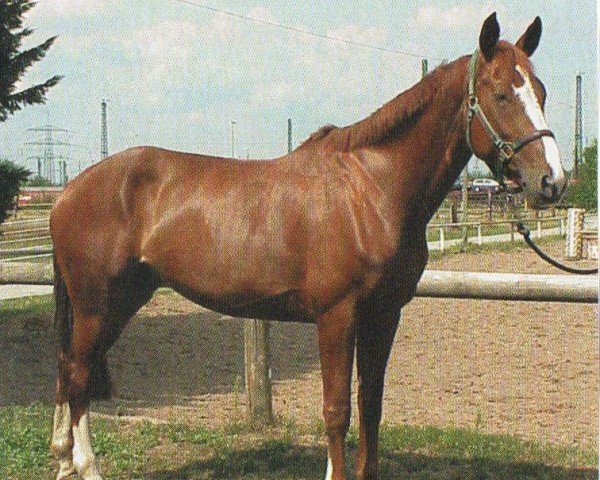 horse B E L L a (Mecklenburg,  , from Browning 2)
