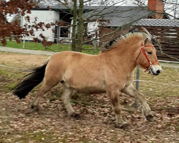 Pferd Hicks (Fjordpferd, 2016, von Hjellsohn)