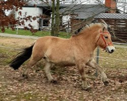 horse Hicks (Fjord Horse, 2016, from Hjellsohn)