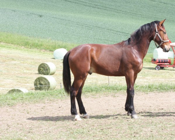 horse Elan (Heavy Warmblood, 2016, from Elbcapitän)
