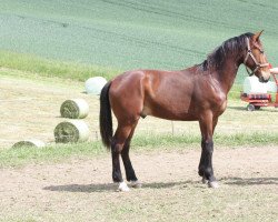 Pferd Elan (Schweres Warmblut, 2016, von Elbcapitän)