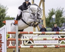 stallion Quick Amour GE (German Sport Horse, 2007, from Quicksilber)