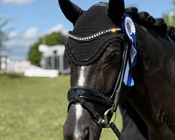 dressage horse Escaleno (Hanoverian, 2019, from Escamillo)