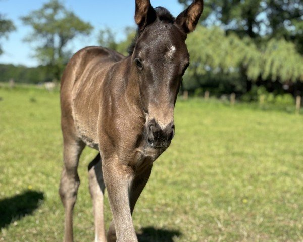 Zuchtstute Sweet as Chocolate (Westfale, 2024, von Secret Game)