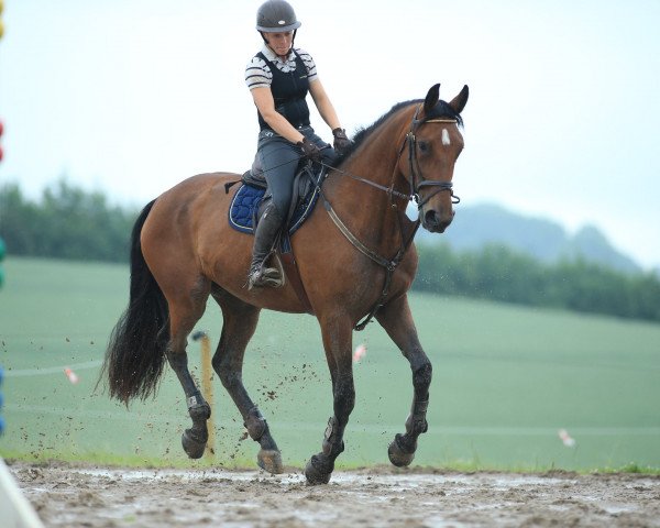 jumper Lillebebegaard Bellaflair (Danish Warmblood, 2016, from Party Dance)