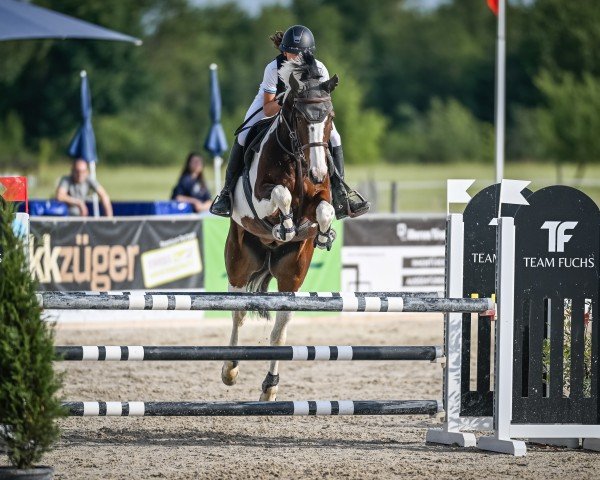 jumper Desperado D'Enfer Z (Zangersheide riding horse, 2016, from Davinci van Erpekom Z)