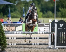 jumper Desperado D'Enfer Z (Zangersheide riding horse, 2016, from Davinci van Erpekom Z)