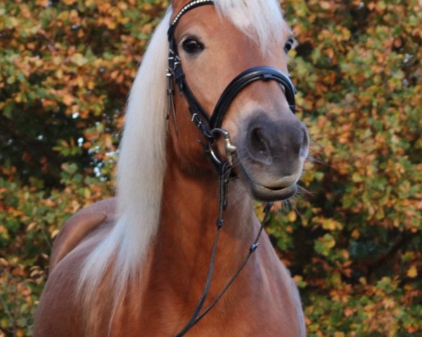 horse Golden Finja (Edelbluthaflinger, 2011, from Alvaron)