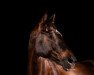 dressage horse Lord of the moon (Hanoverian, 2008, from Lauries Crusador xx)