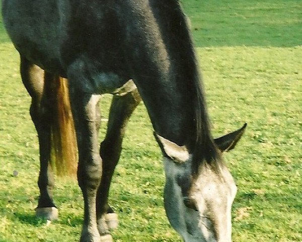 Pferd Classic Girl 14 (Westfale, 2000, von Classic Man)