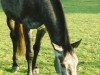 Pferd Classic Girl 14 (Westfale, 2000, von Classic Man)