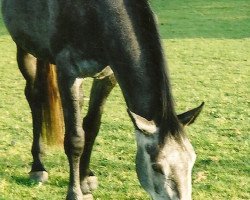 Springpferd Classic Girl 14 (Westfale, 2000, von Classic Man)