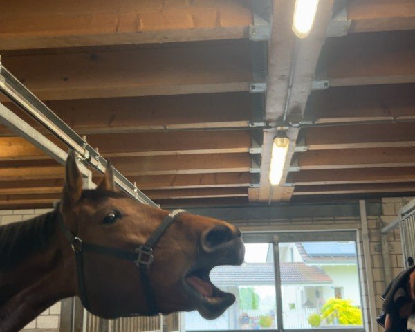 jumper Collina V. Saxerriet CH (Swiss Warmblood, 2018, from Con Spirito R)