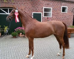 broodmare Suzie Quatro H (Westphalian, 2014, from Sir Heinrich OLD)