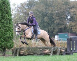 dressage horse Melli's Jakumi de Luxe (German Riding Pony, 2010, from FS Champion de Luxe)