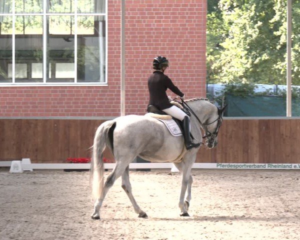 Reitturnier Langenfeld 2025