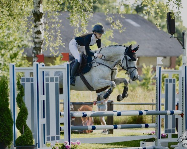 jumper Schneeflocke (Oldenburg show jumper, 2017, from Stakkatol)