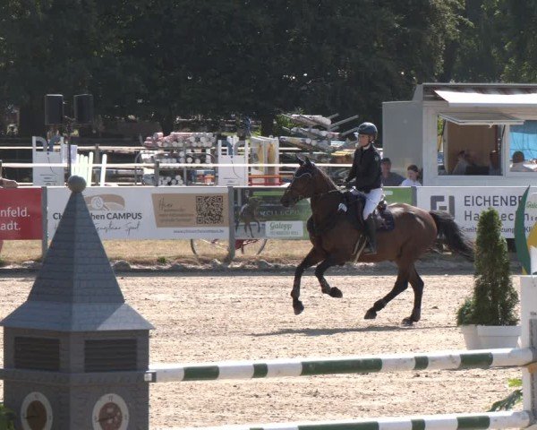 Reitturnier Langenfeld 2025