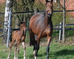 dressage horse Dynamic Prinzess (Westphalian, 2021, from Dynamic Dream)