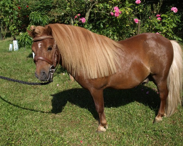 Pferd Great Sensation v. Stal Marhé (Shetland Pony, 2013, von Concorde of Sportview)