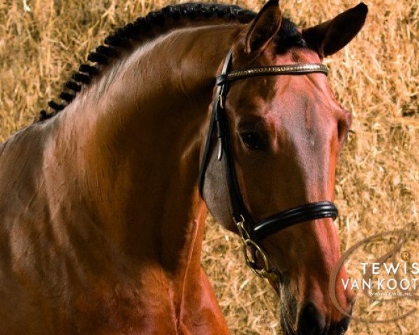 stallion Casimo (Holsteiner, 2008, from Cachas)