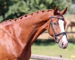 dressage horse In più Amico (Hanoverian, 2017, from Asgard's Ibiza)