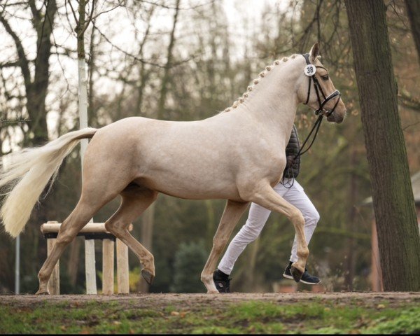 dressage horse Golden Hunter LR (German Riding Pony, 2022, from Golden West NRW)