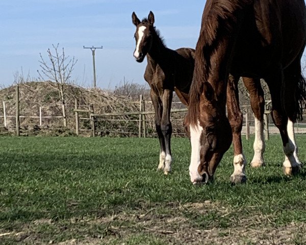 jumper Cleiner König (Oldenburg show jumper, 2021, from Contagio)