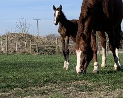 Springpferd Cleiner König (Oldenburger Springpferd, 2021, von Contagio)