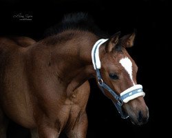 dressage horse Valuna S (Westfale, 2020, from Varihoka du Temple)