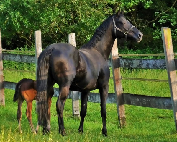 broodmare Gala Night (Hanoverian, 2019, from Glamourdale)